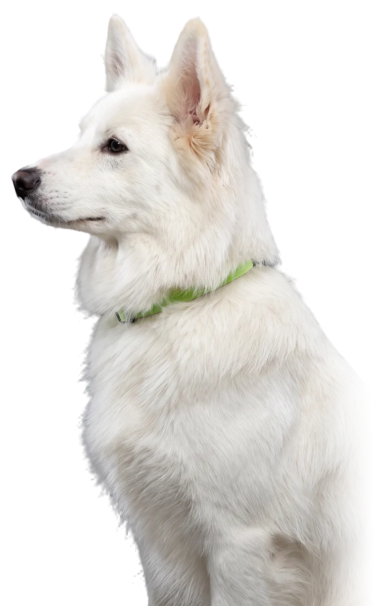 Bento, a fluffy white dog with a green collar, in profile